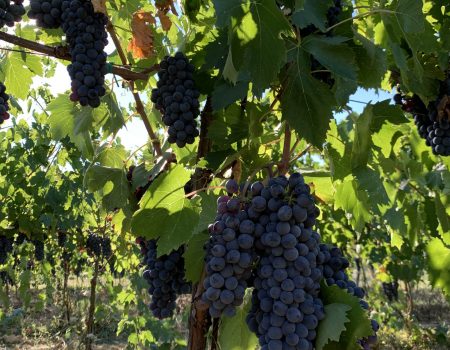 Raccolta Olive Olio EVO Biologico